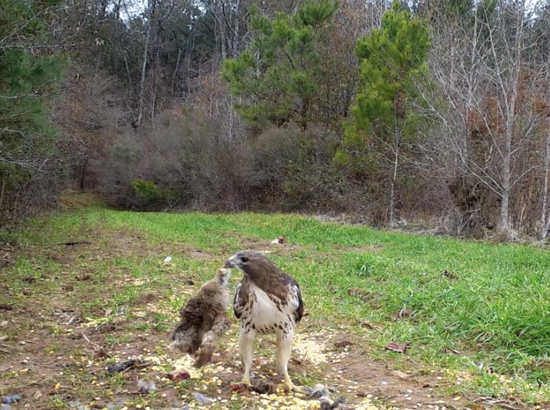 Red Tail Hawk with a Rabbit