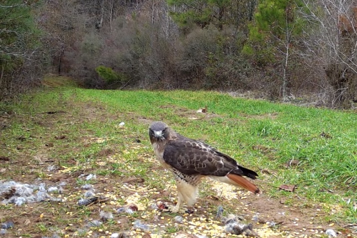 Red Tail Hawk