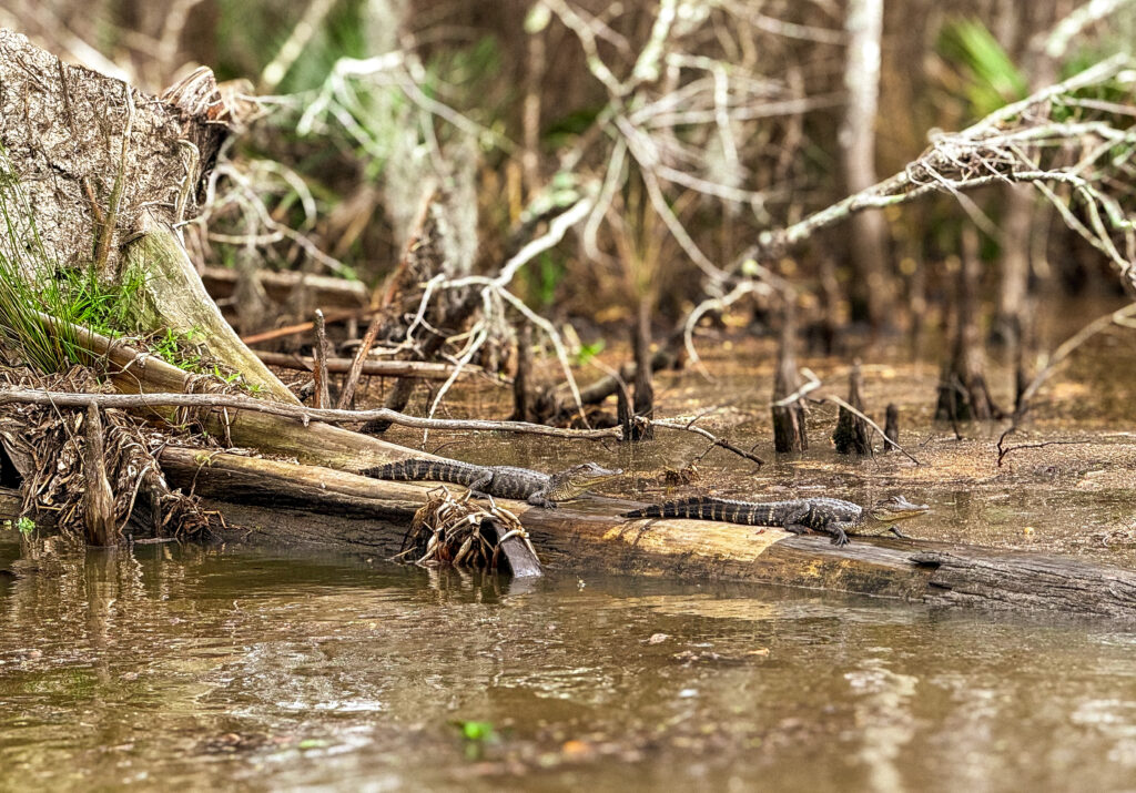 Caution: Alligator Crossing