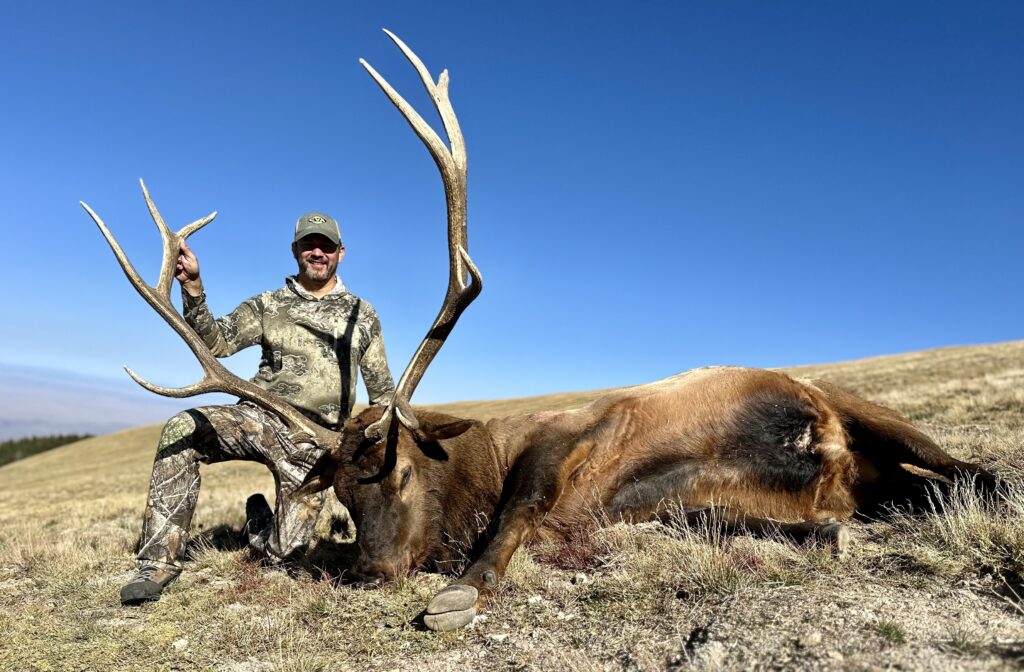 NM Bull elk