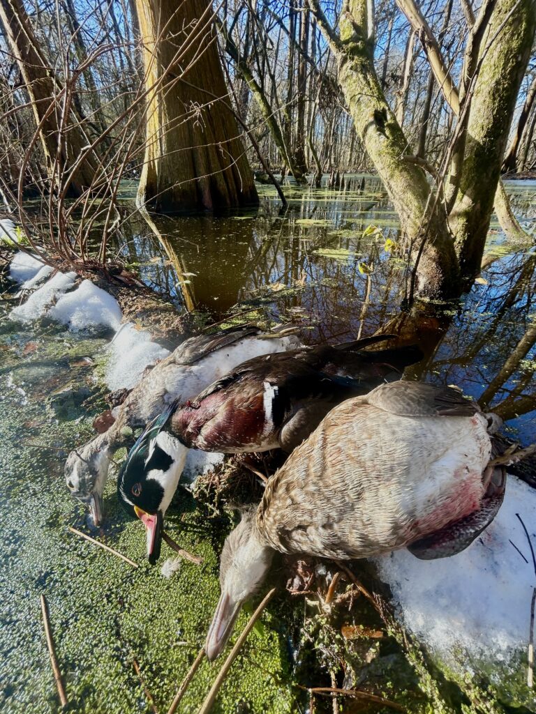 Frozen Swamp Wood Ducks