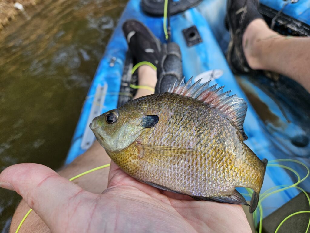 1st Kayak Catch