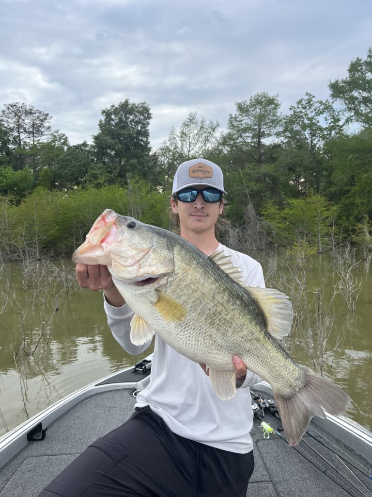 Giant bass