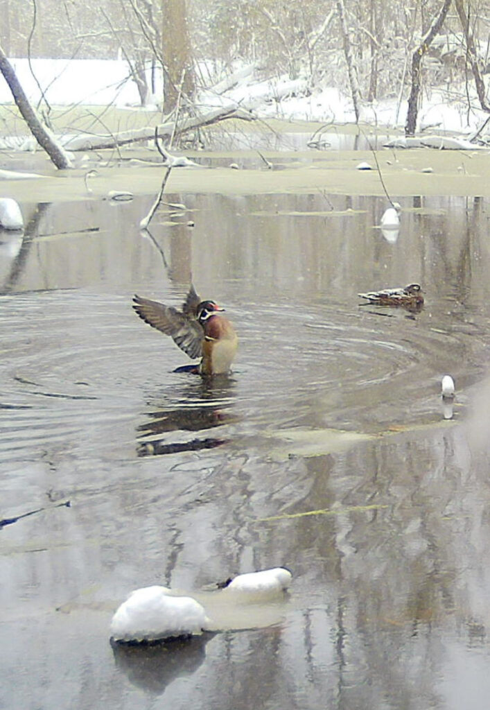 Snow Duck